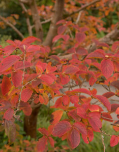 Stewartia pseudocamellia - Stewartia faux-camellia - Coloration automnale
