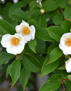 Stewartia pseudocamellia - Stewartia faux-camellia - fleurs et feuillage