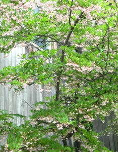 Styrax japonica - Styrax du Japon - vue d'ensemble