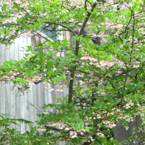 Styrax japonica - Styrax du Japon - vue d'ensemble