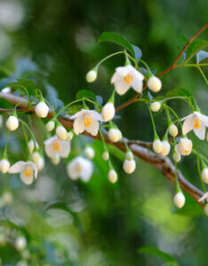 Styrax japonica - Styrax du Japon - fleurs et boutons