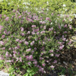 Syringa meyeri Palibin - Lilas nain de Corée - vue d'ensemble