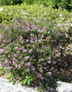 Syringa meyeri Palibin - Lilas nain de Corée - vue d'ensemble