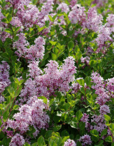 Syringa meyeri Palibin - Lilas nain de Corée - inflorescences
