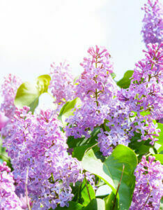 Syringa meyeri Palibin - Lilas nain de Corée - Inflorescences