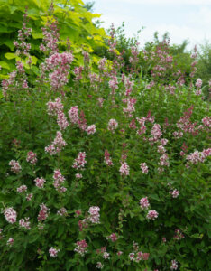 Syringa microphylla Superba - Lilas à petites feuilles - vue d'ensemble