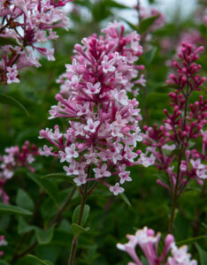 Syringa microphylla Superba - Lilas à petites feuilles - inflorescence