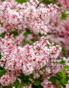 Syringa microphylla Superba - Lilas à petites feuilles - Inflorescences