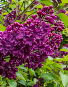 Syringa vulgaris Andenken An Ludwig Späth - Lilas commun - inflorescence