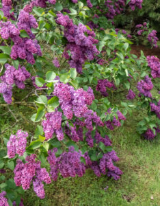 Syringa vulgaris Andenken An Ludwig Späth - Lilas commun - vue d'ensemble