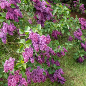 Syringa vulgaris Andenken An Ludwig Späth - Lilas commun - vue d'ensemble