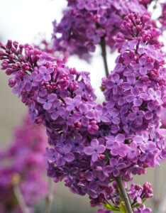 Syringa vulgaris Andenken An Ludwig Späth - Lilas commun - Inflorescences