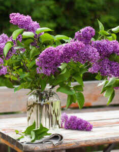 Syringa vulgaris Belle De Nancy - Lilas commun - Bouquet