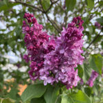Syringa vulgaris Belle De Nancy - Lilas commun - inflorescence