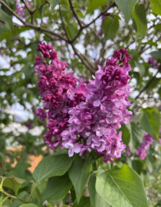 Syringa vulgaris Belle De Nancy - Lilas commun - inflorescence