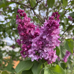 Syringa vulgaris Belle De Nancy - Lilas commun - inflorescence