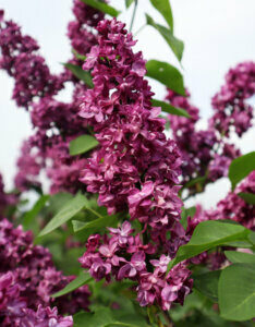 Syringa vulgaris Charles Joly - Lilas commun - inflorescences