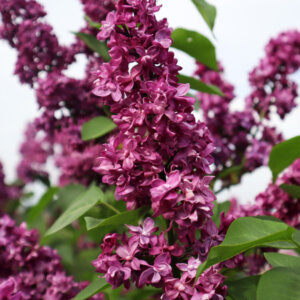 Syringa vulgaris Charles Joly - Lilas commun - inflorescences