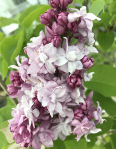Syringa vulgaris Katherine Havemeyer - Lilas commun - inflorescence