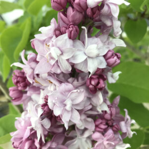 Syringa vulgaris Katherine Havemeyer - Lilas commun - inflorescence