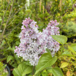 Syringa vulgaris Michel Buchner - Lilas commun - inflorescence