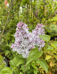 Syringa vulgaris Michel Buchner - Lilas commun - inflorescence