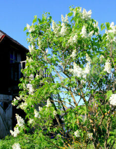 Syringa vulgaris Mme Lemoine - Lilas commun - vue d'ensemble