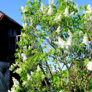 Syringa vulgaris Mme Lemoine - Lilas commun - vue d'ensemble