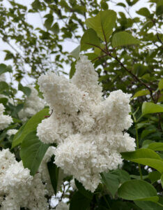 Syringa vulgaris Mme Lemoine - Lilas commun - inflorescences