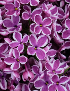 Syringa vulgaris Sensation - Lilas commun - inflorescence