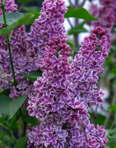 Syringa vulgaris Sensation - Lilas commun - inflorescences
