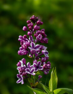 Syringa vulgaris Sensation - Lilas commun - inflorescence