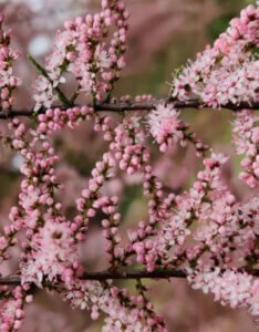 Tamarix tetrandra - Tamaris de printemps - Fleurs