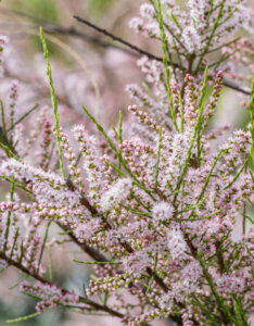 Tamarix tetrandra - Tamaris de printemps - fleurs