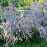 Tamarix tetrandra - Tamaris de printemps - vue d'ensemble