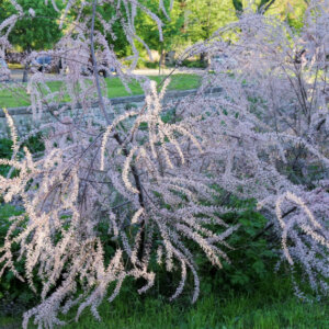 Tamarix tetrandra - Tamaris de printemps - vue d'ensemble