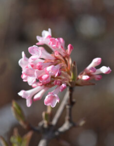 Viburnum bodnantense Charles Lamont - Viorne d'hiver - inflorescence