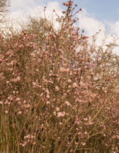 Viburnum bodnantense Charles Lamont - Viorne d'hiver - vue d'ensemble