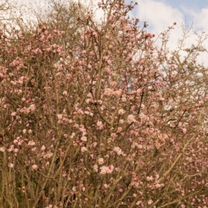 Viburnum bodnantense Charles Lamont - Viorne d'hiver - vue d'ensemble
