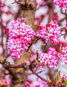 Viburnum bodnantense Dawn - Viorne d'hiver - inflorescences