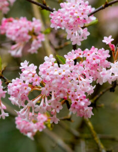 Viburnum bodnantense Dawn - Viorne d'hiver - inflorescences