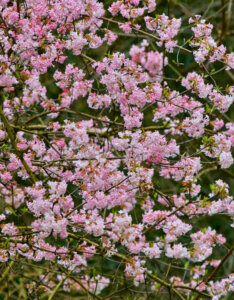 Viburnum bodnantense Dawn - Viorne d'hiver - vue d'ensemble