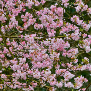 Viburnum bodnantense Dawn - Viorne d'hiver - vue d'ensemble