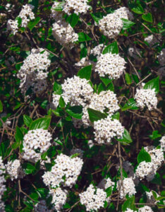 Viburnum burkwoodii - Viorne de Burkwood - Inflorescences et feuillage
