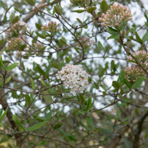 Viburnum burkwoodii Anne Russell - Viorne de Burkwood - vue d'ensemble