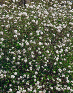 Viburnum burkwoodii - Viorne de Burkwood - vue d'ensemble