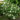 Viburnum carlcephalum – Boule de neige odorante – 2253515459