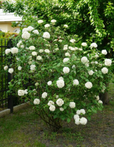 Viburnum carlcephalum - Boule de neige odorante - vue d'ensemble