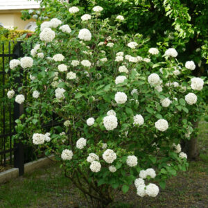 Viburnum carlcephalum - Boule de neige odorante - vue d'ensemble