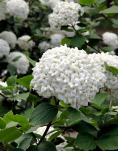 Viburnum carlcephalum - Boule de neige odorante - inflorescences et feuillage